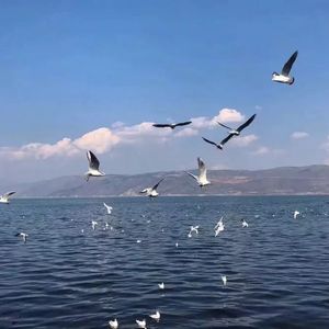 《大梦花都》小说
